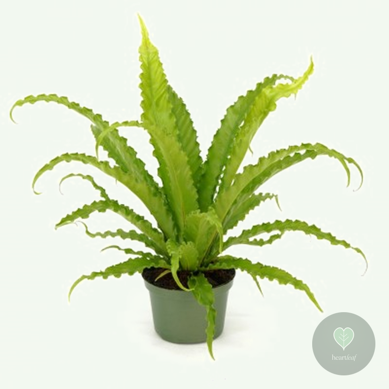 Bird's Nest Fern 'Victoria' (Asplenium antiquum) in a 6″ nursery pot