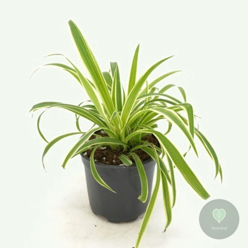 Spider Plant 'Ocean' – Hanging Basket (Chlorophytum comosum) in a 6″ nursery pot