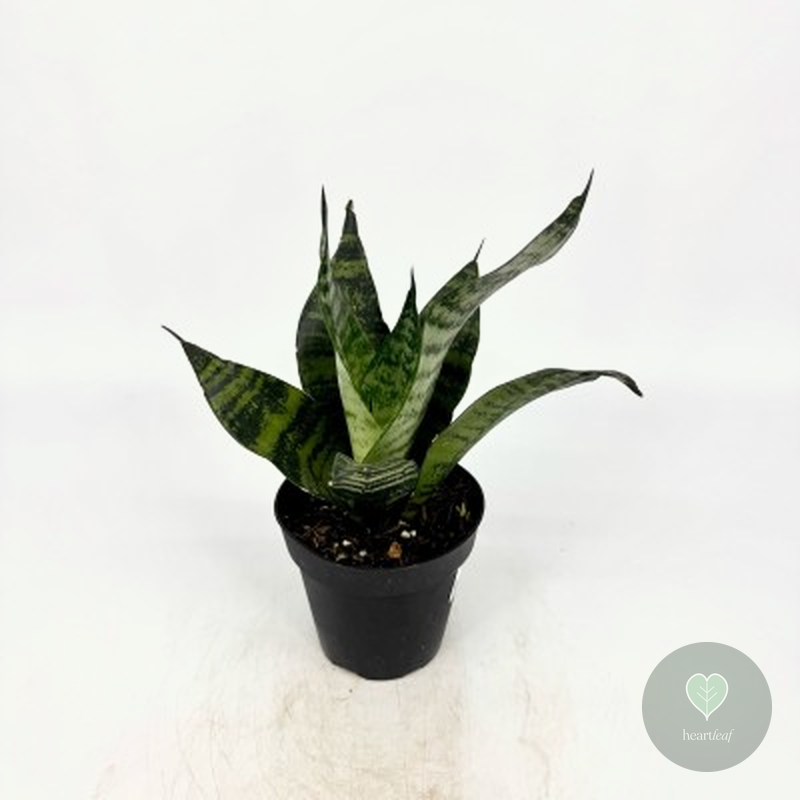 Sansevieria Robusta (Dracaena trifasciata 'Robusta') in a 4″ nursery pot