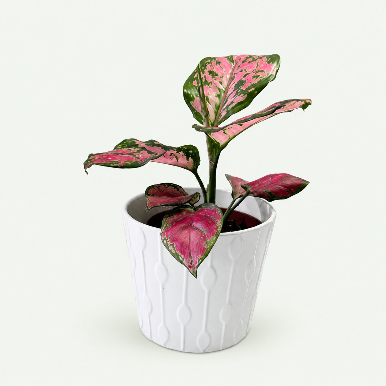 Aglaonema Lady Valentine