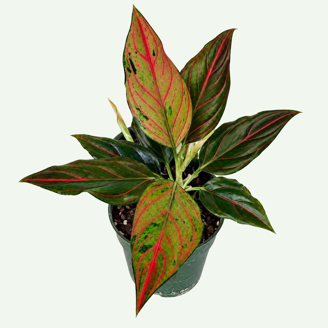 Red Vein Chinese Evergreen (Aglaonema 'Red Vein') in a 4″ nursery pot