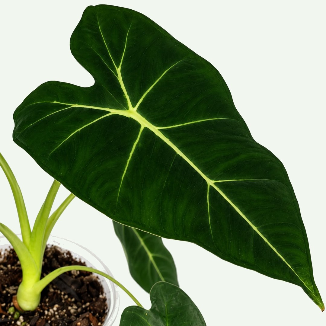 Alocasia Frydek