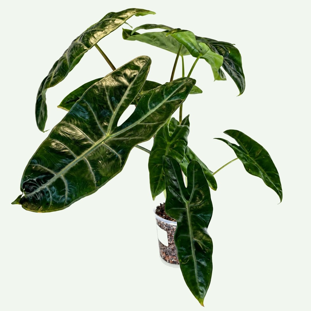 Alocasia Longiloba