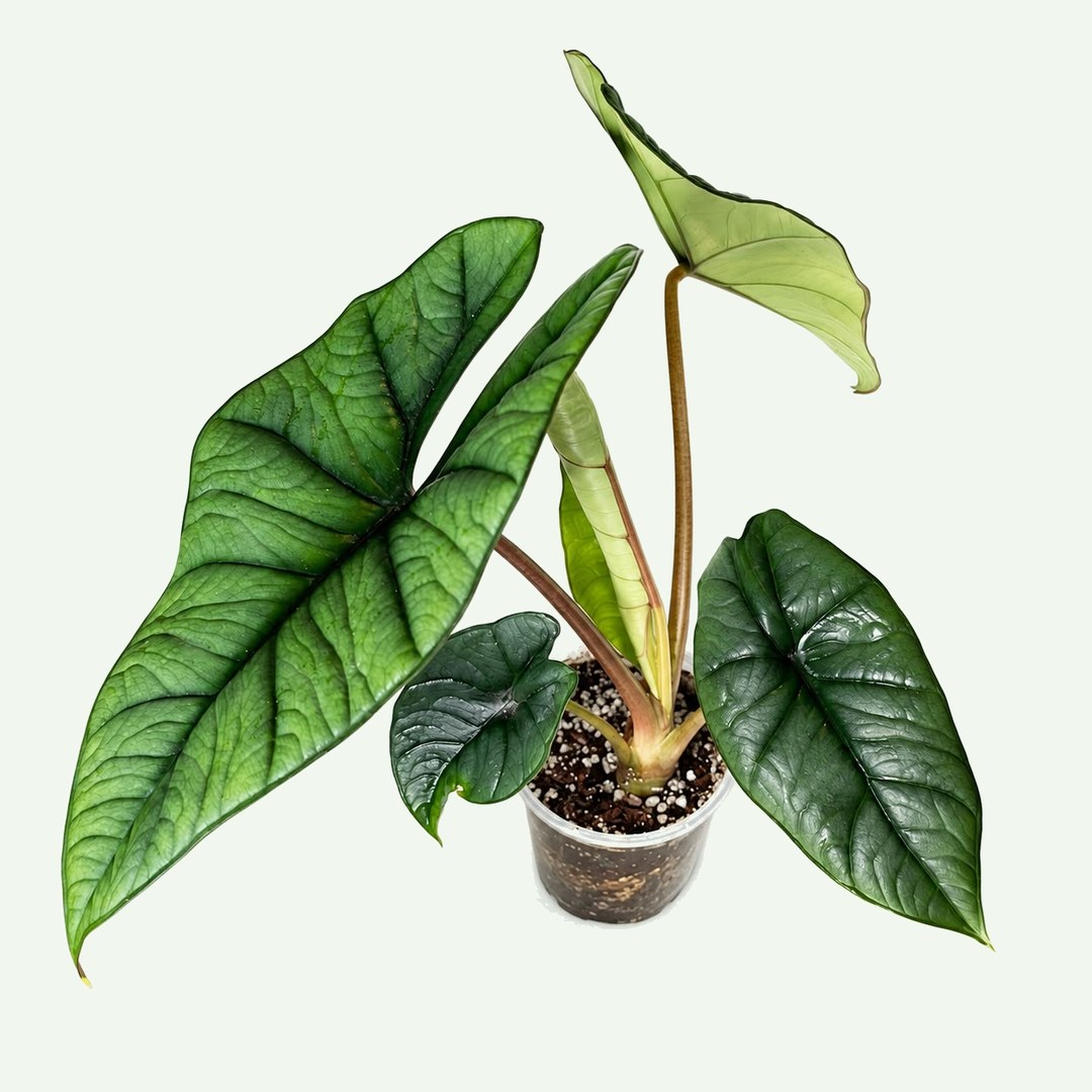 Alocasia Platinum