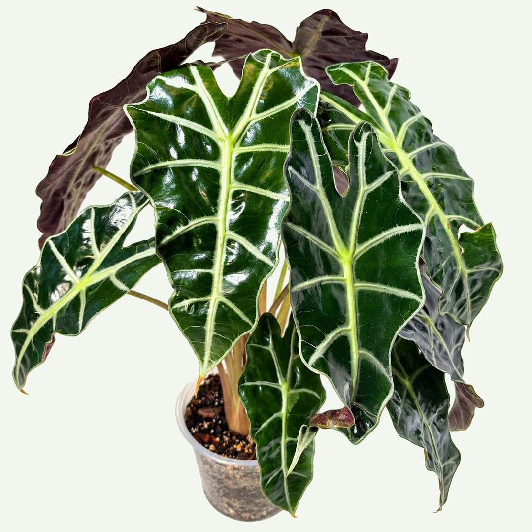 Alocasia 'Polly'