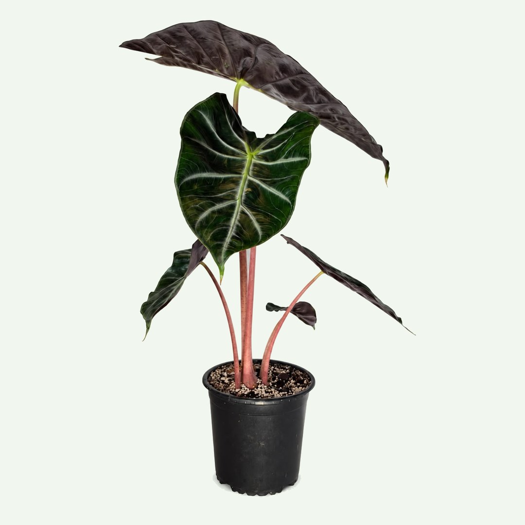 Alocasia 'Pink Dragon'