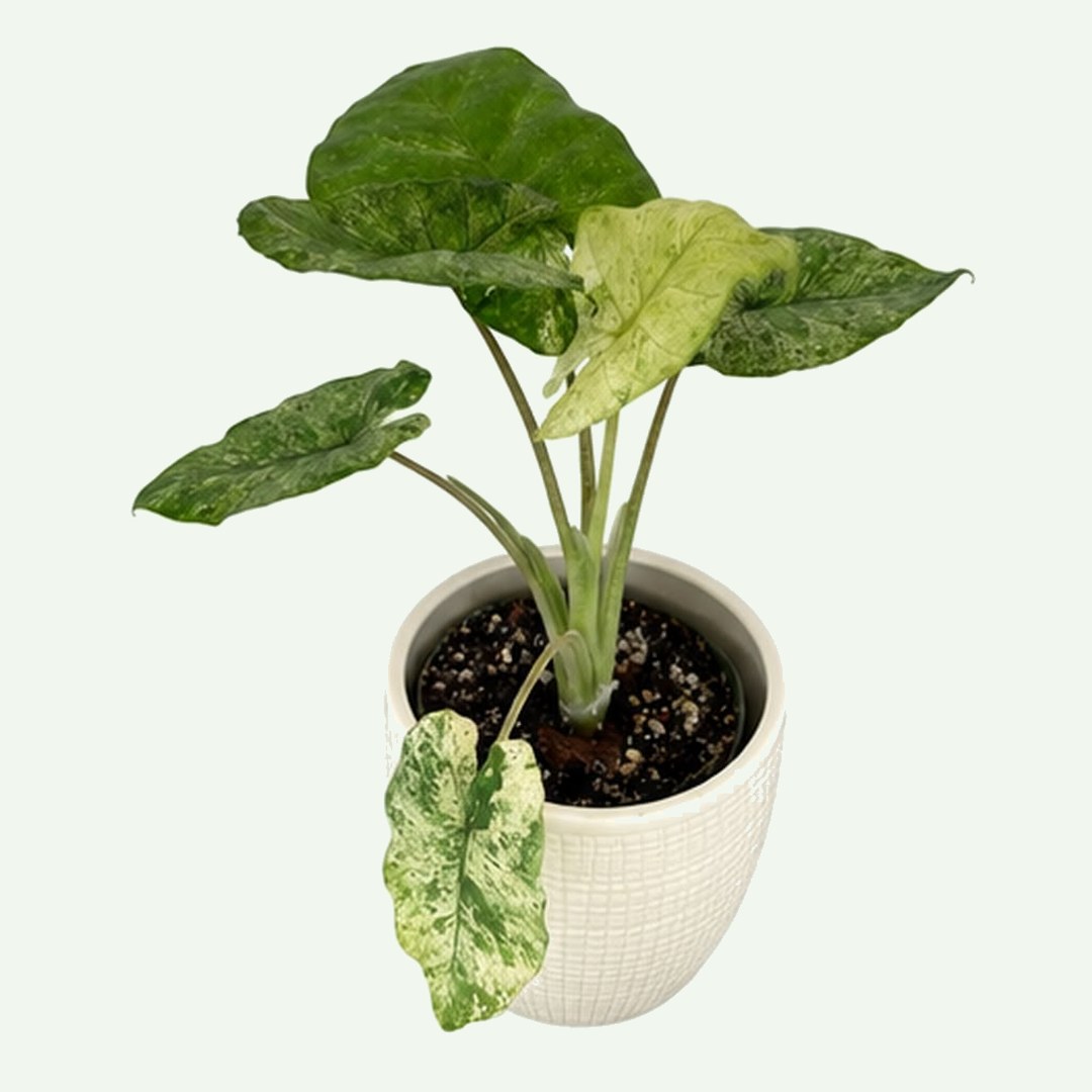 Variegated Elephant Ear