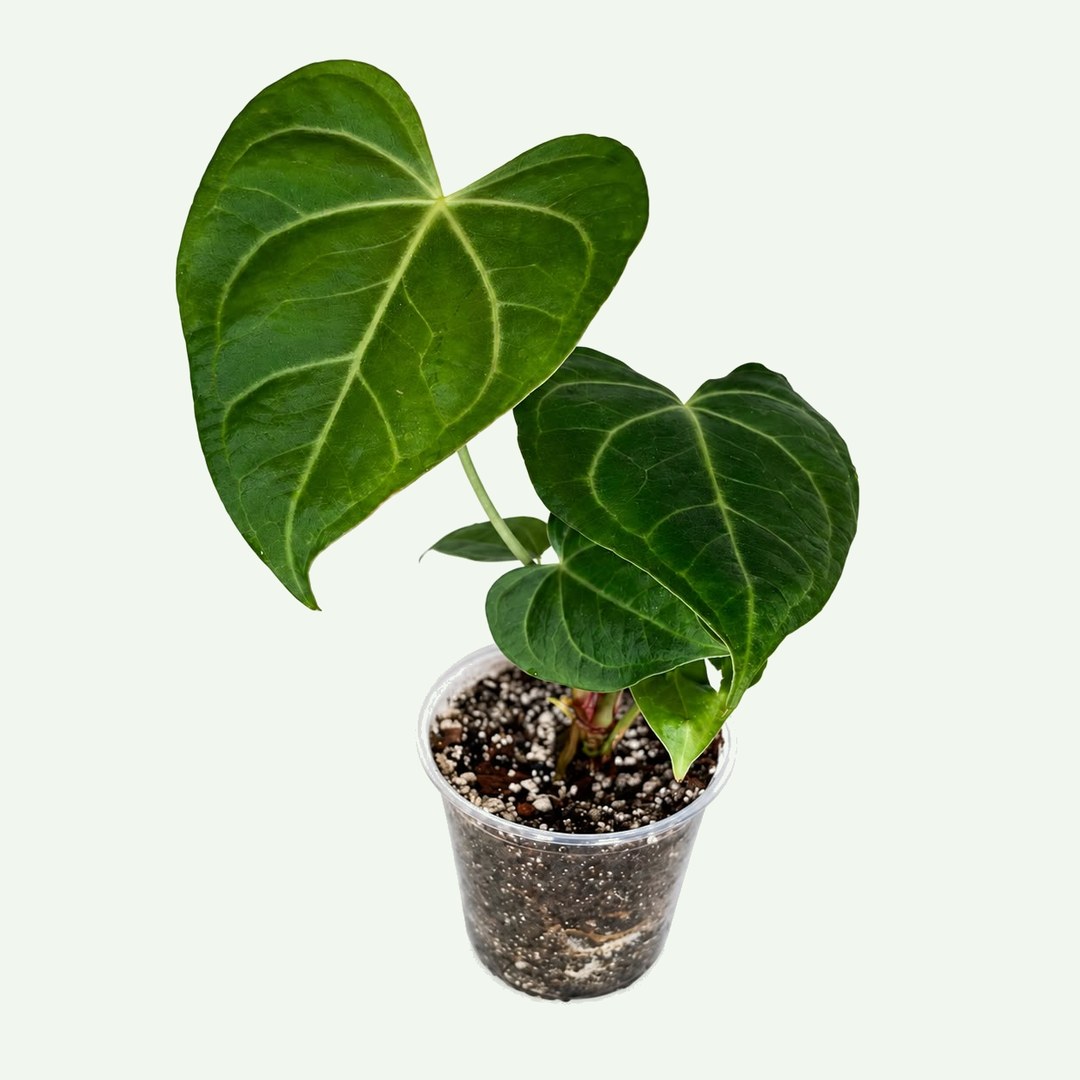 Anthurium Clarinervium
