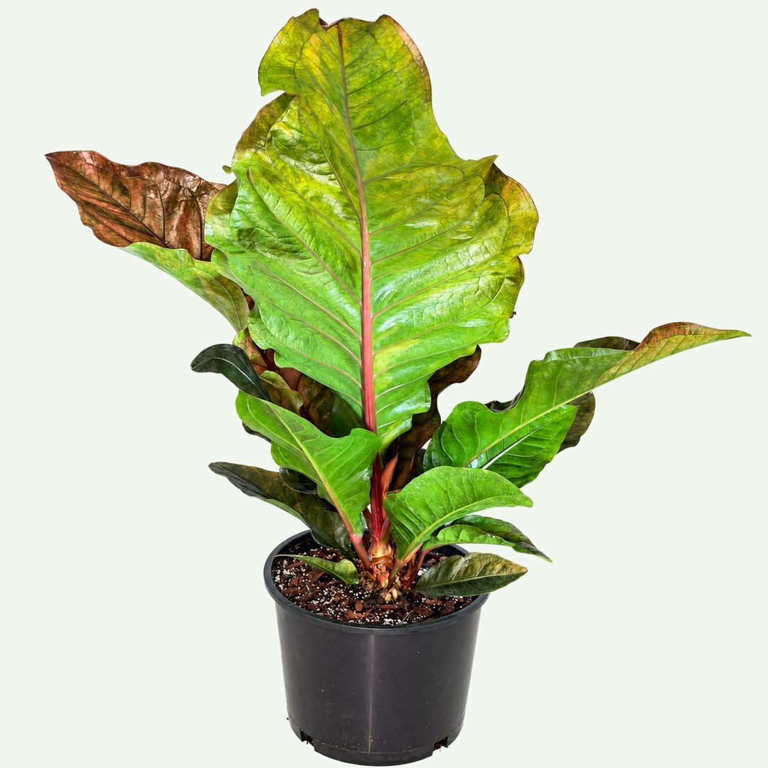 Big Red Bird Anthurium (Anthurium 'Big Red Bird') in a 10″ nursery pot