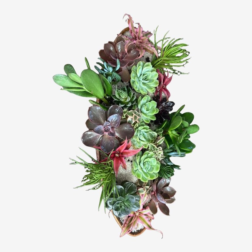 Succulent Arrangement