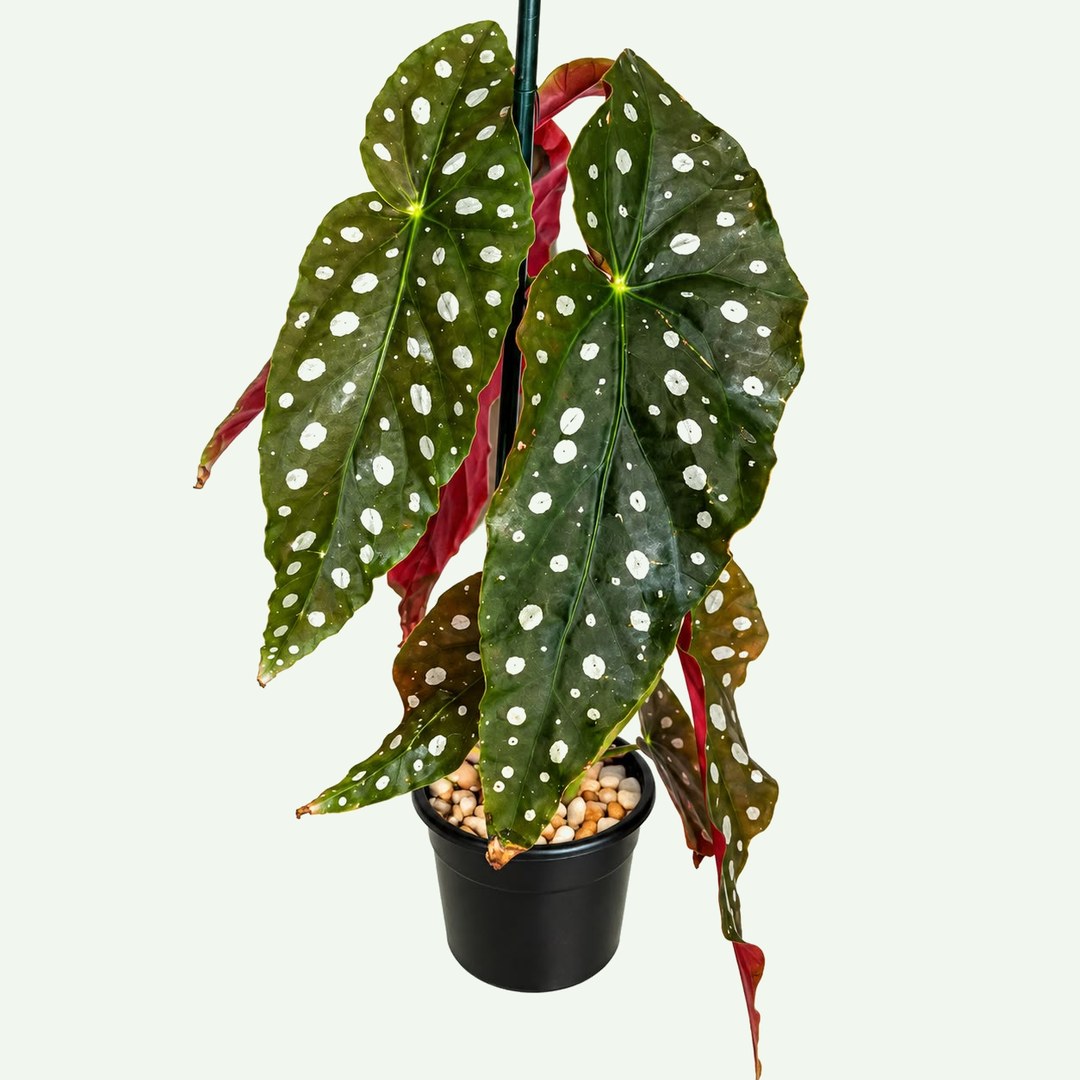 Polka Dot Begonia (Begonia maculata) in a 4″ nursery pot