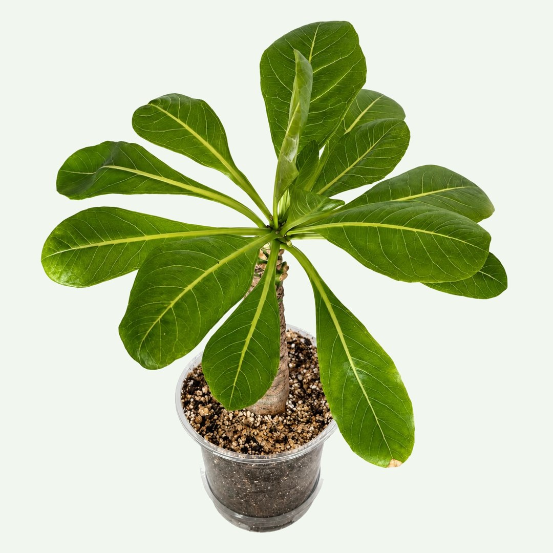 Hawaiian Palm