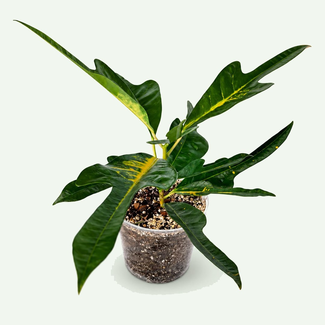 Croton 'Excellent'