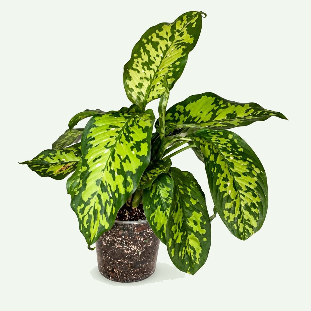 Dieffenbachia 'Cheetah'