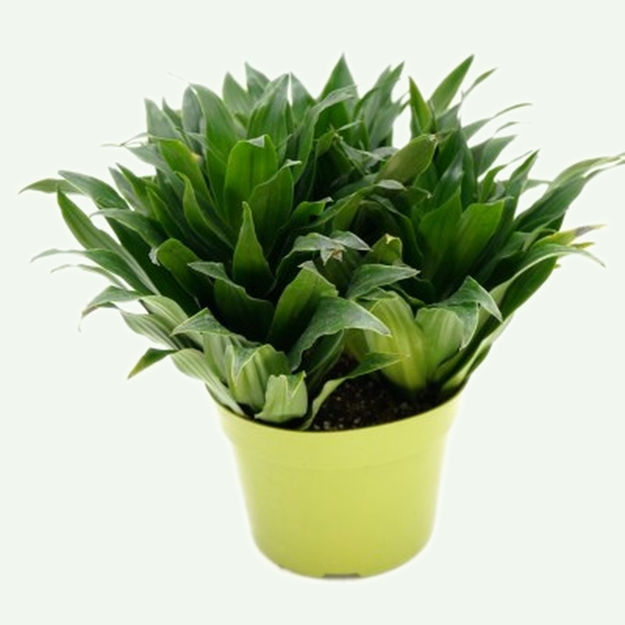 Dracaena 'Janet Craig' Compacta