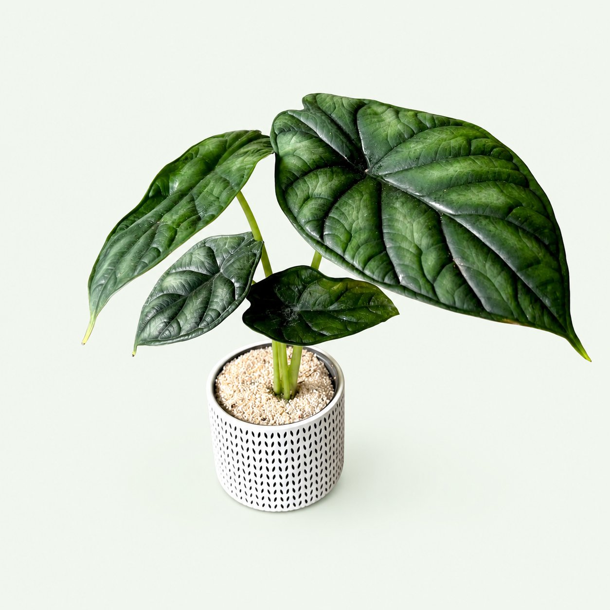 Alocasia Dragon Scale (Alocasia baginda) in a 4″ nursery pot