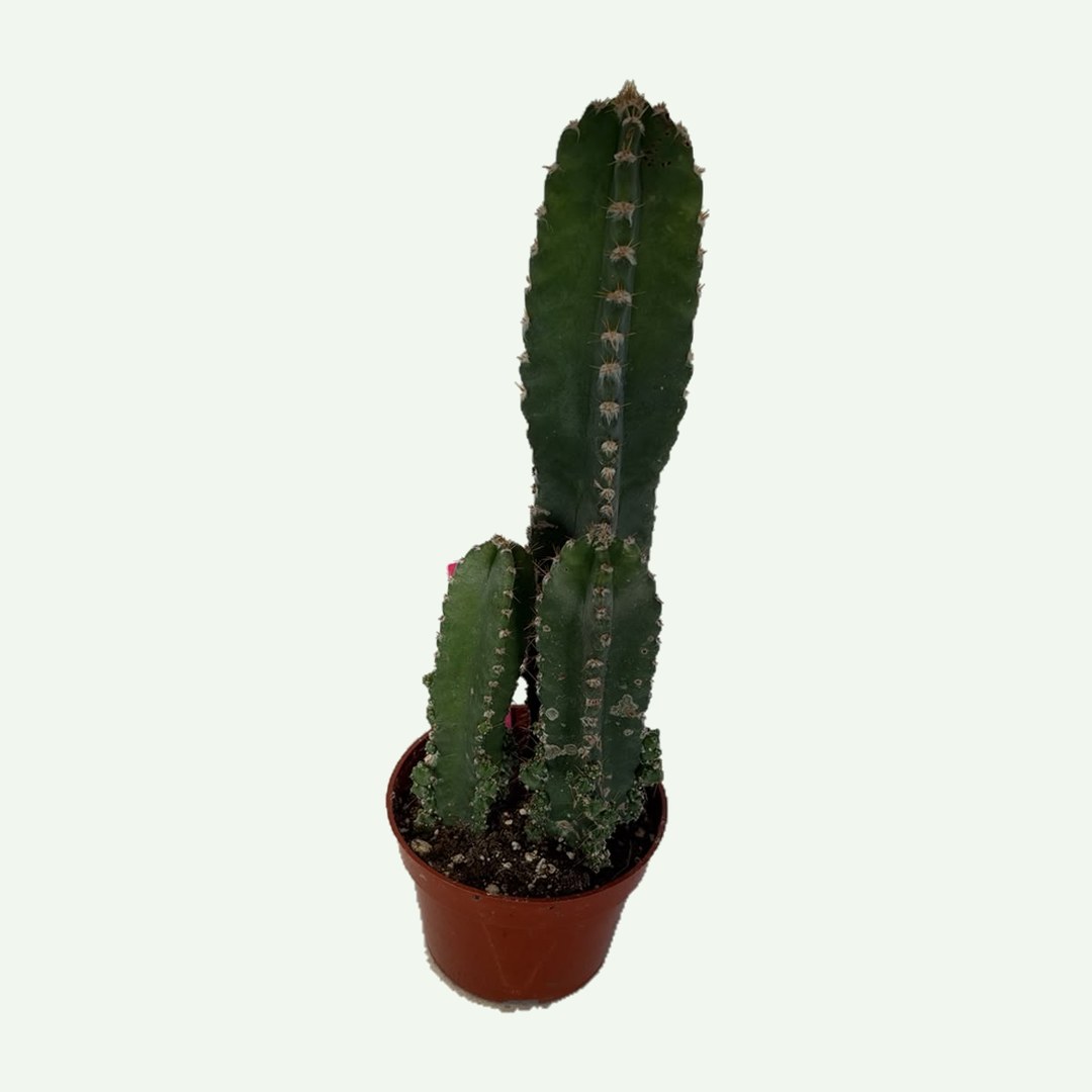 Fairy Castle Cactus