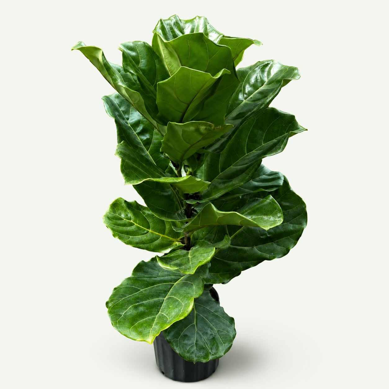 Fiddle Leaf Fig