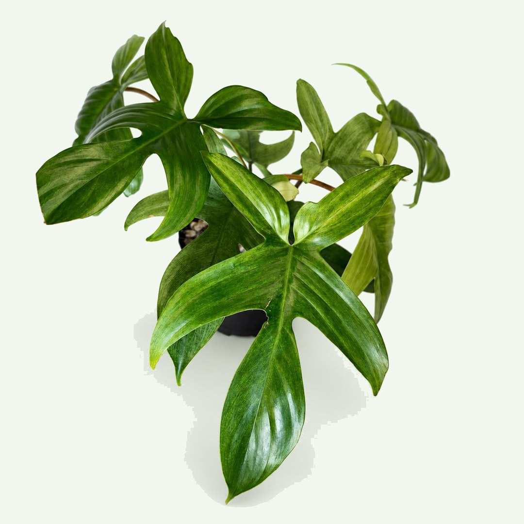 Philodendron Florida Ghost