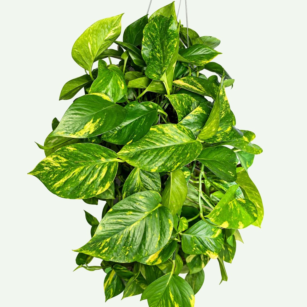 Golden Pothos – XL