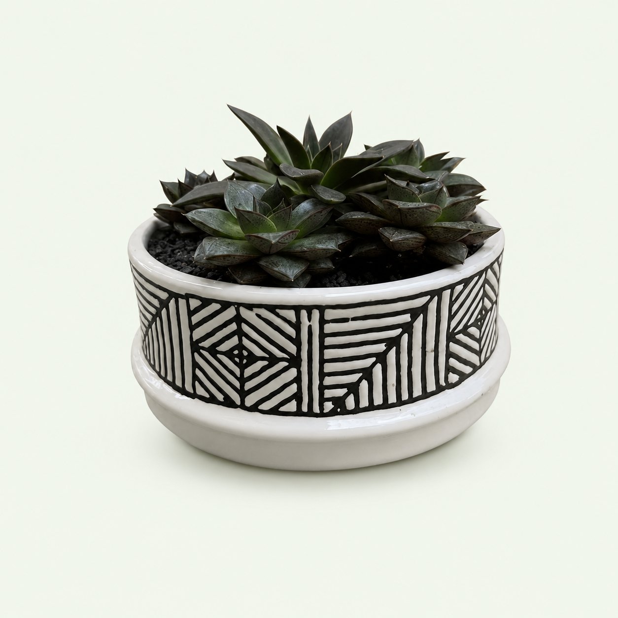 Black Prince Succulent – Gothic Bowl
