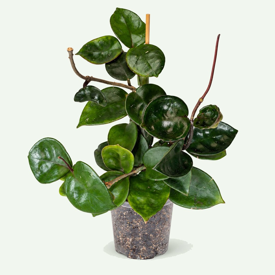 Hoya 'Chelsea'
