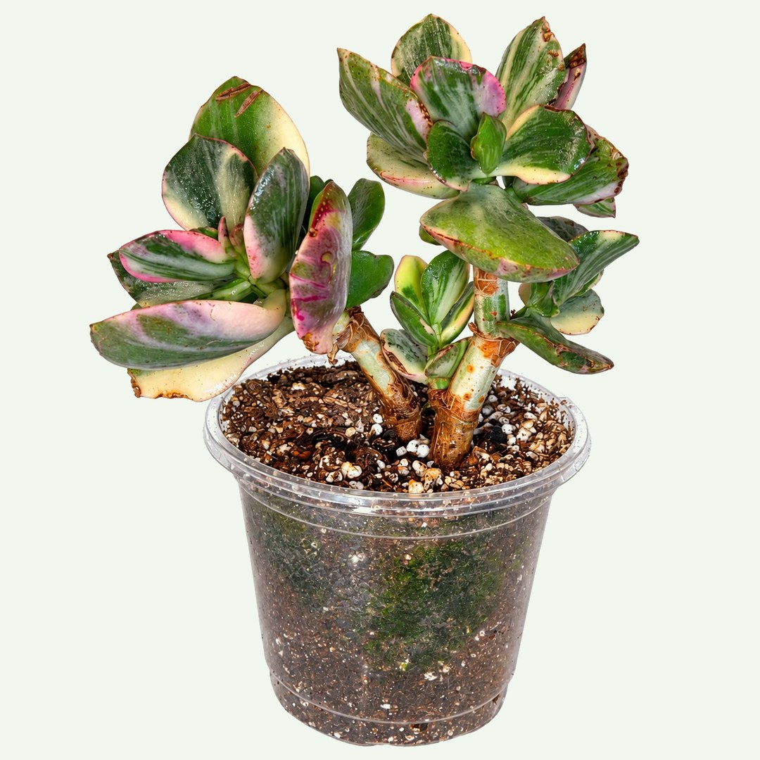 Jade Plant (Crassula ovata) in a 4″ nursery pot