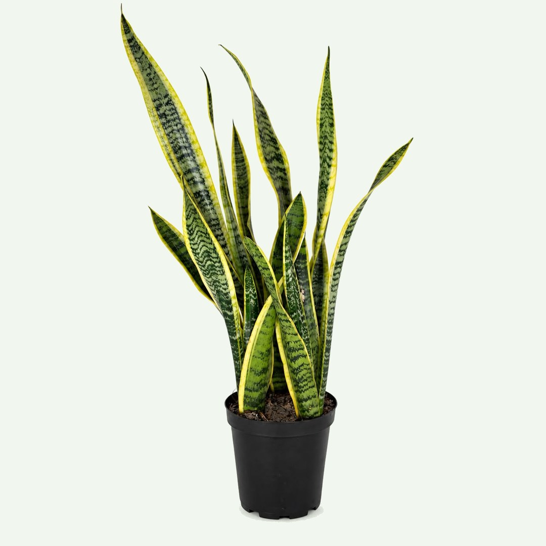 Snake Plant 'Laurentii'