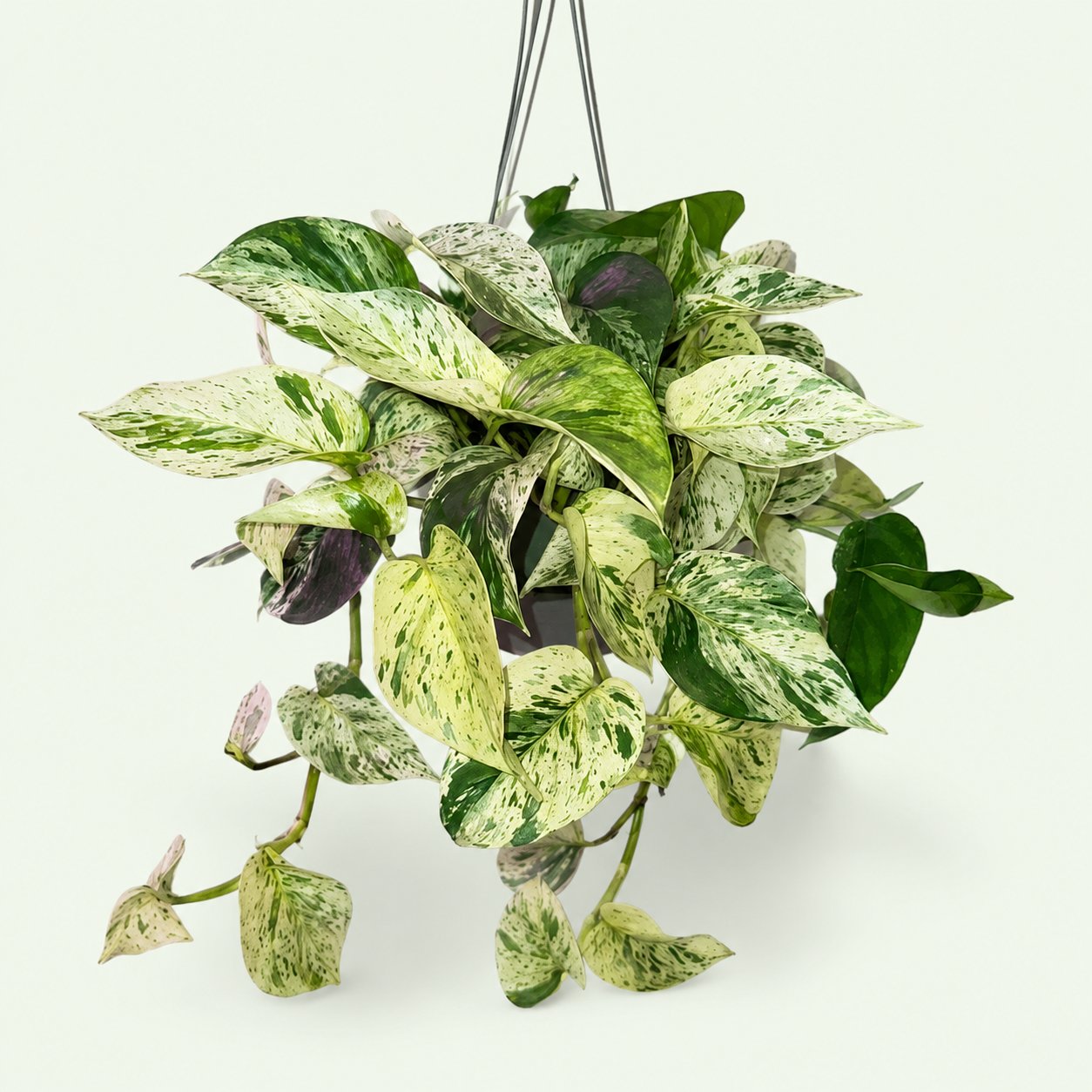 Marble Queen Pothos