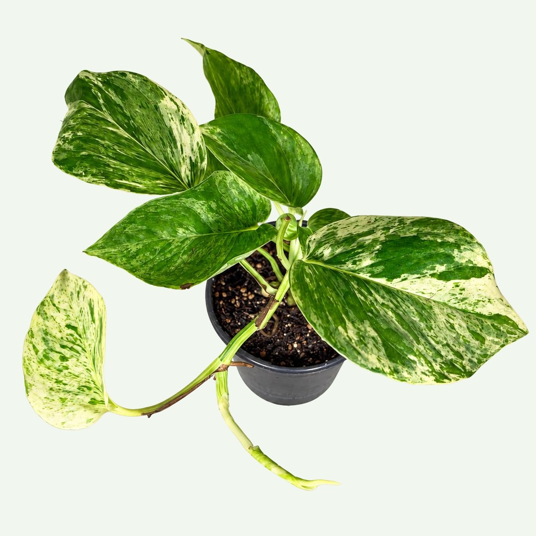 Marble Queen Pothos – 4″