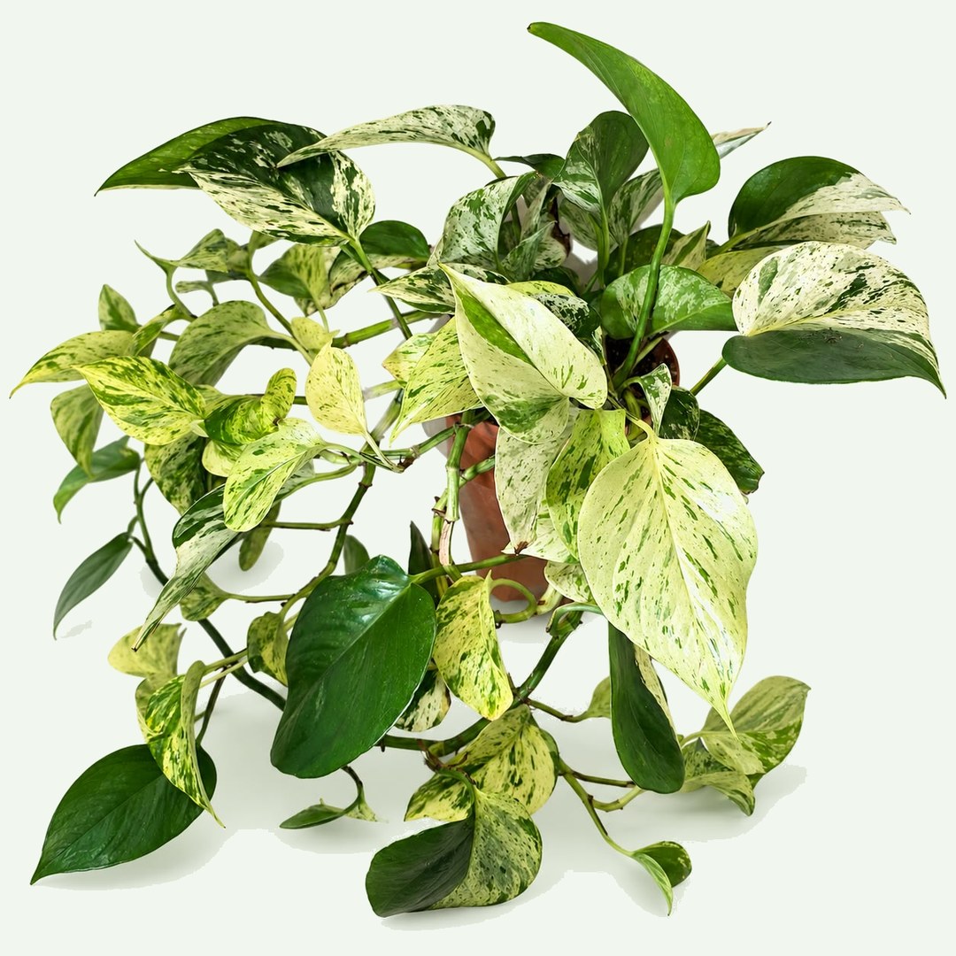 Marble Queen Pothos – Hanging Basket