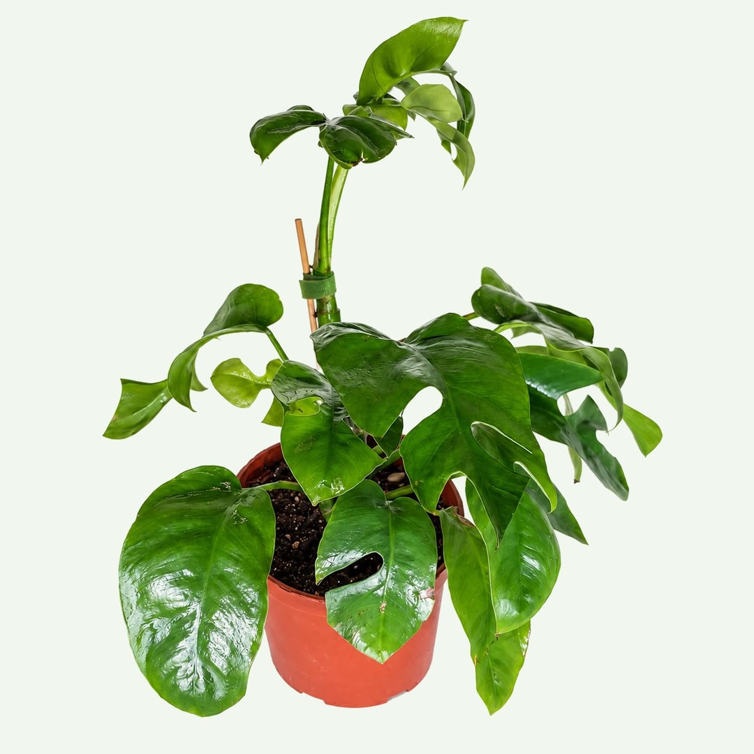 Mini Monstera (Rhaphidophora tetrasperma) in a 6″ nursery pot