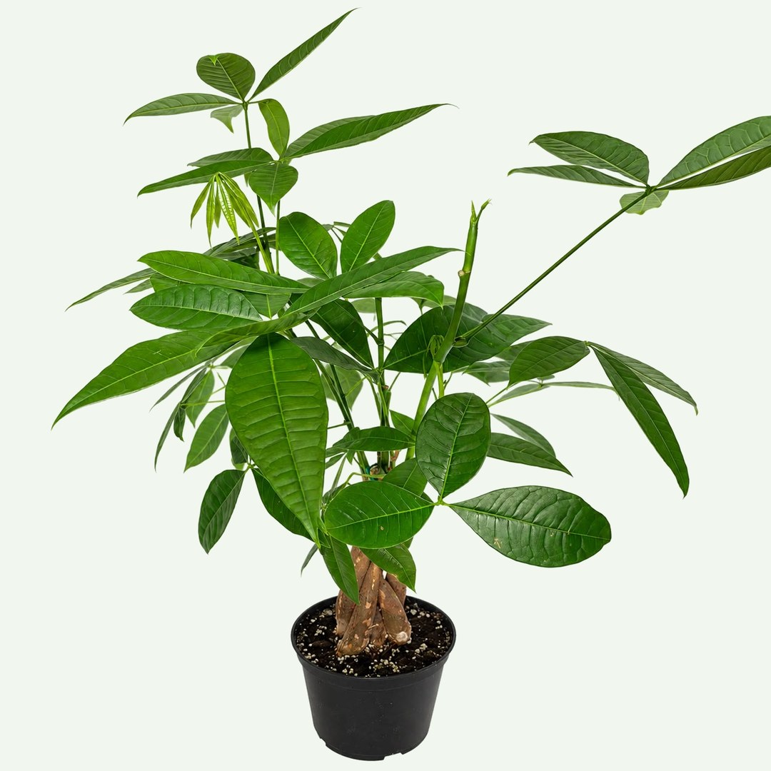 Money Tree – Braided Trunk (Pachira aquatica) in a 6″ nursery pot