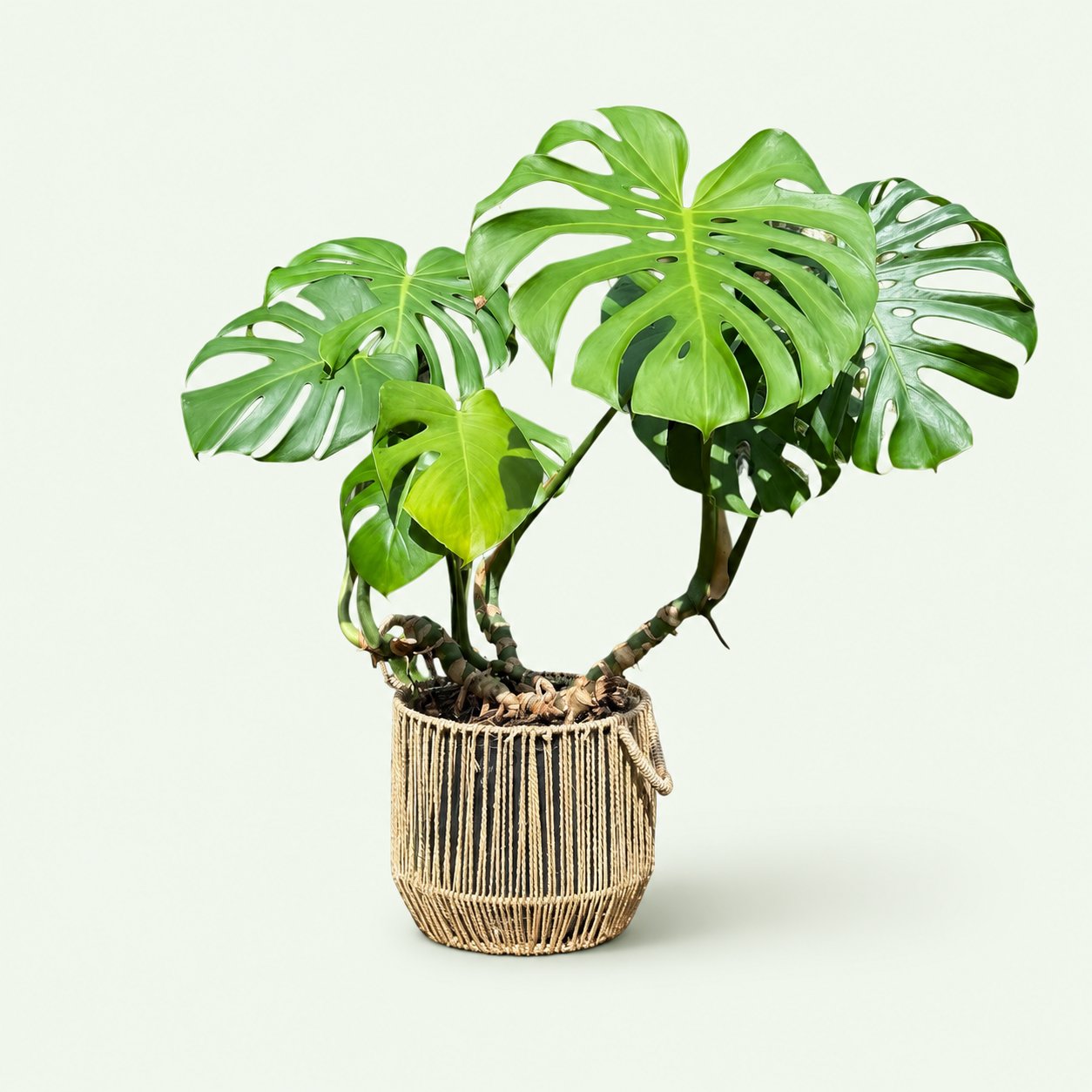 Monstera Deliciosa
