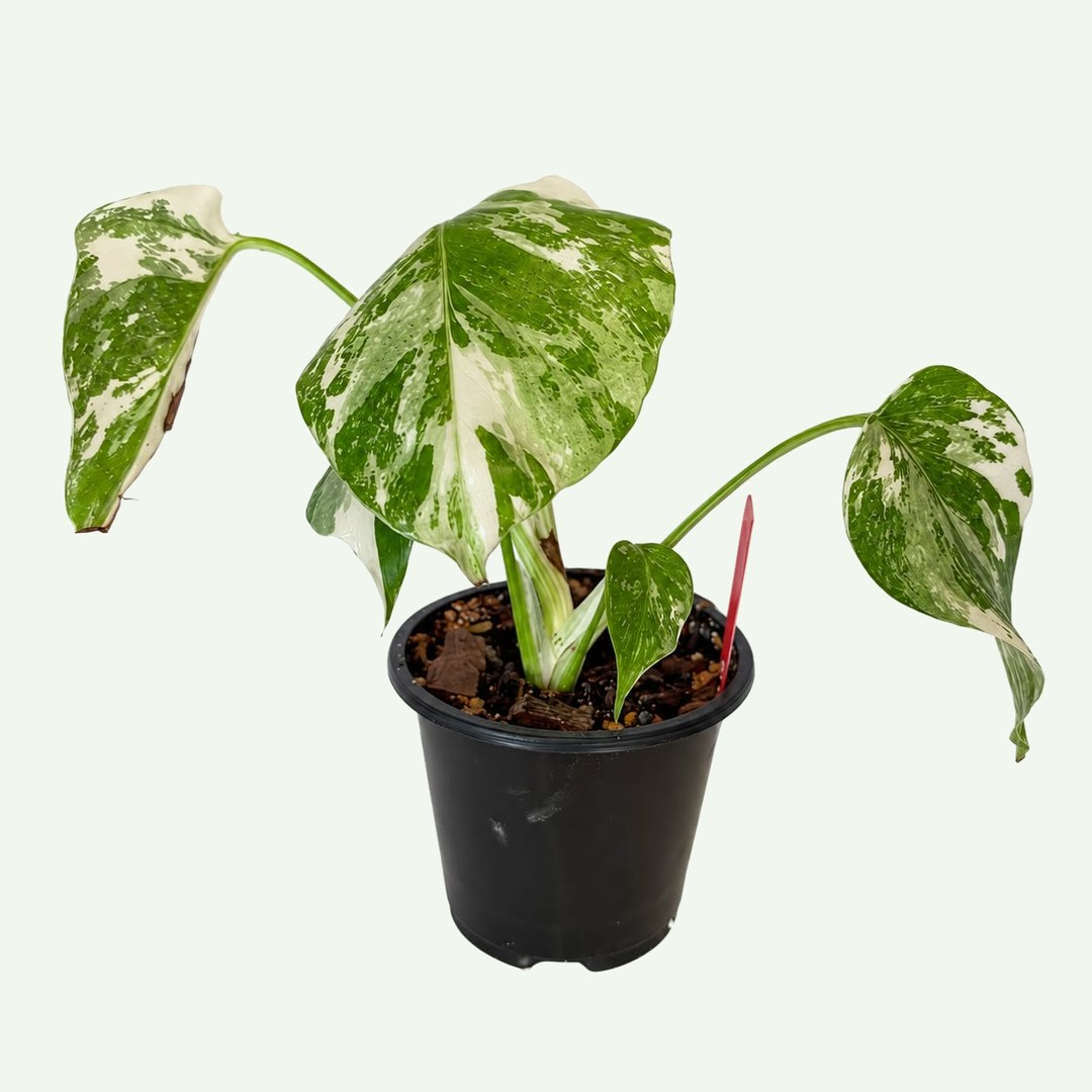 Monstera 'Albo Variegata'