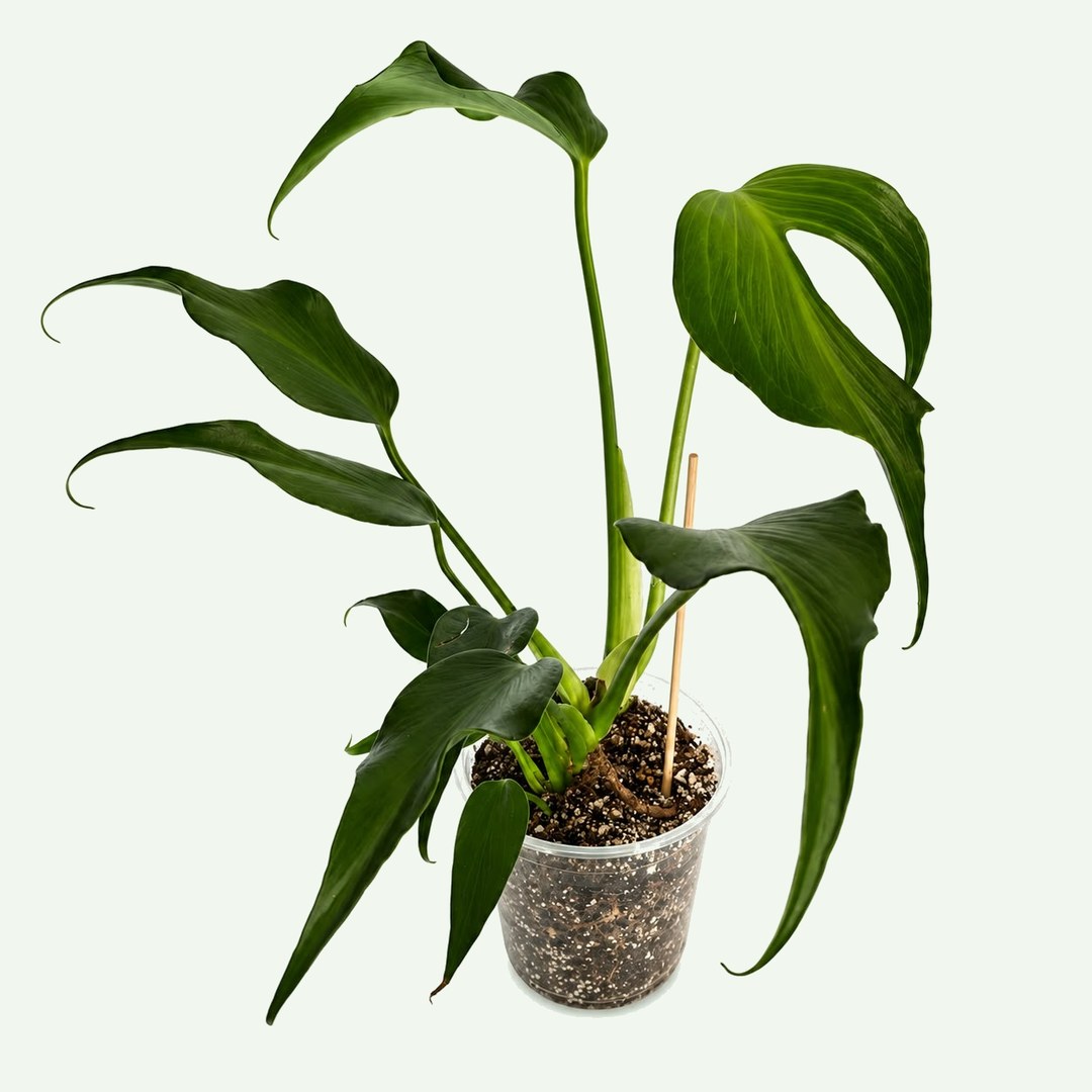 Monstera 'Burle Marx Flame'