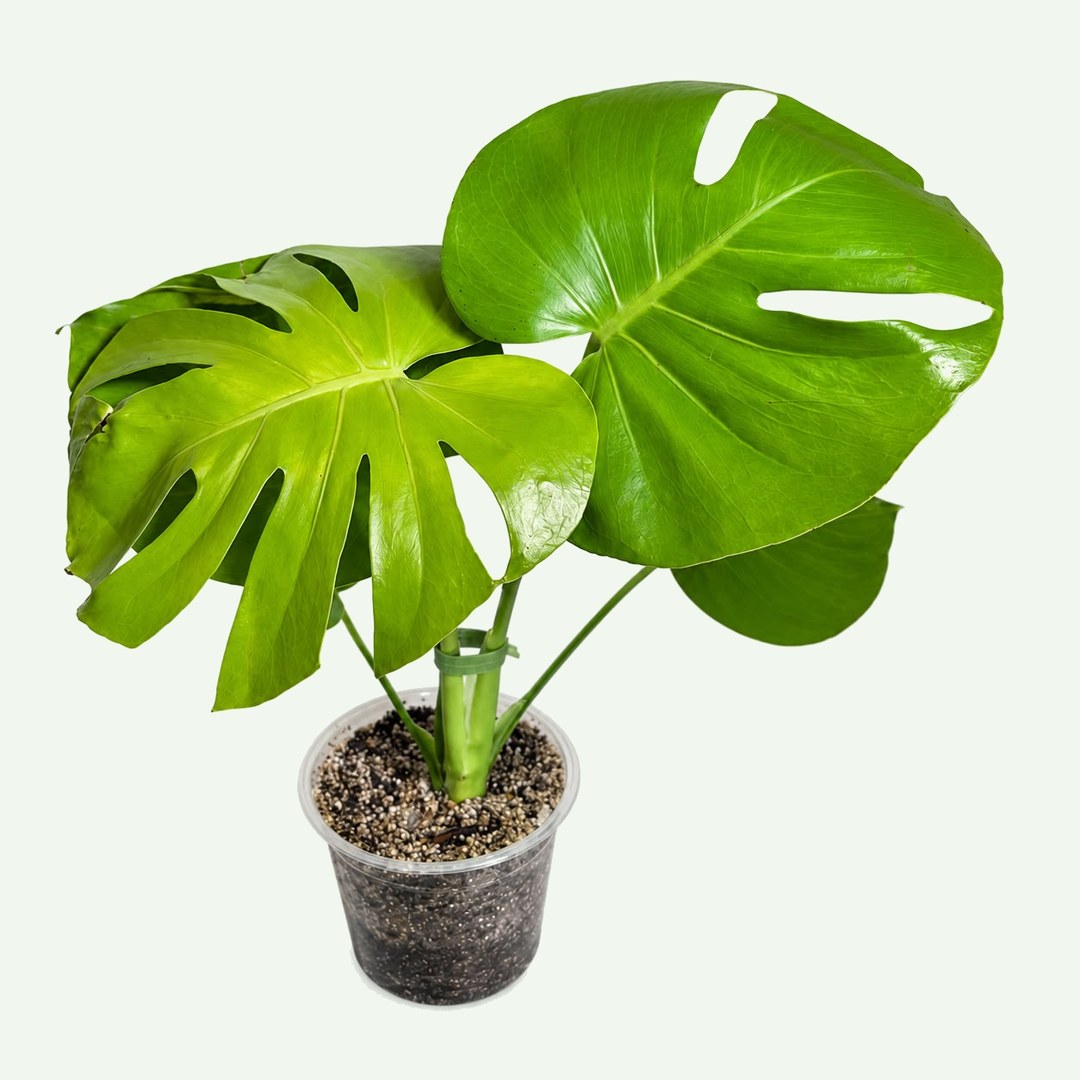 Monstera 'Lemon Lime'
