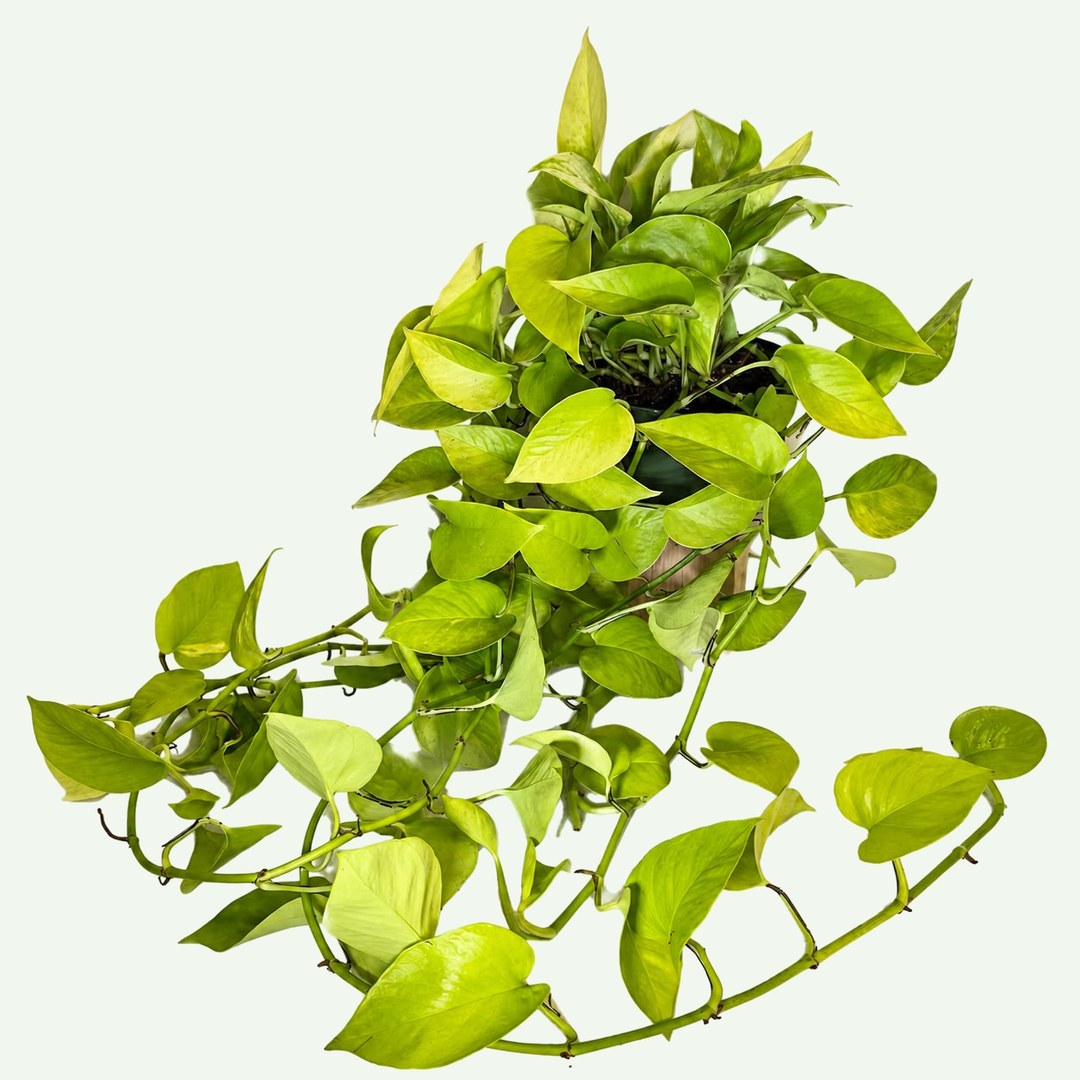 Neon Pothos (Epipremnum aureum 'Neon') in a 6″ nursery pot