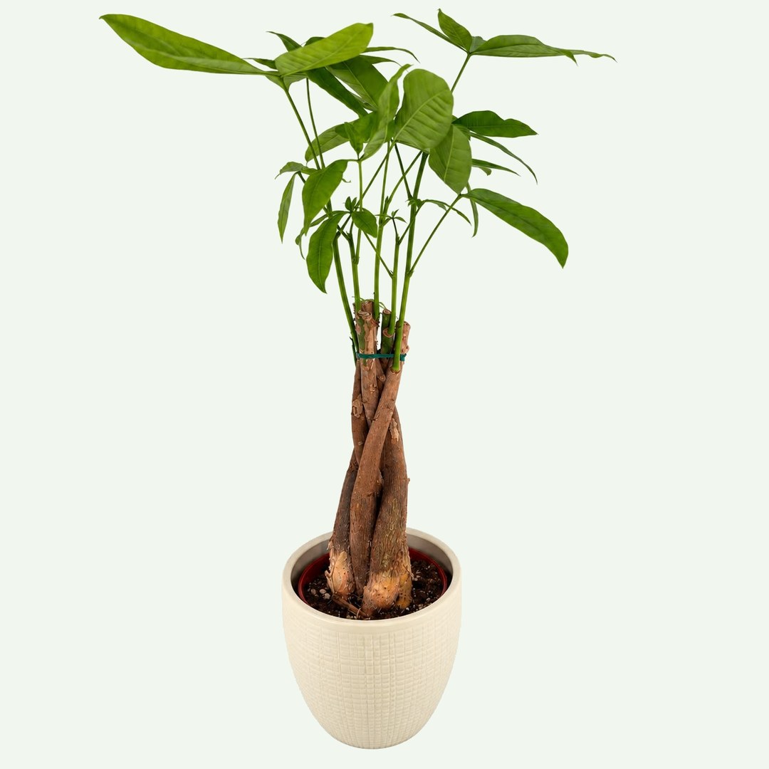 Money Tree – 4″
