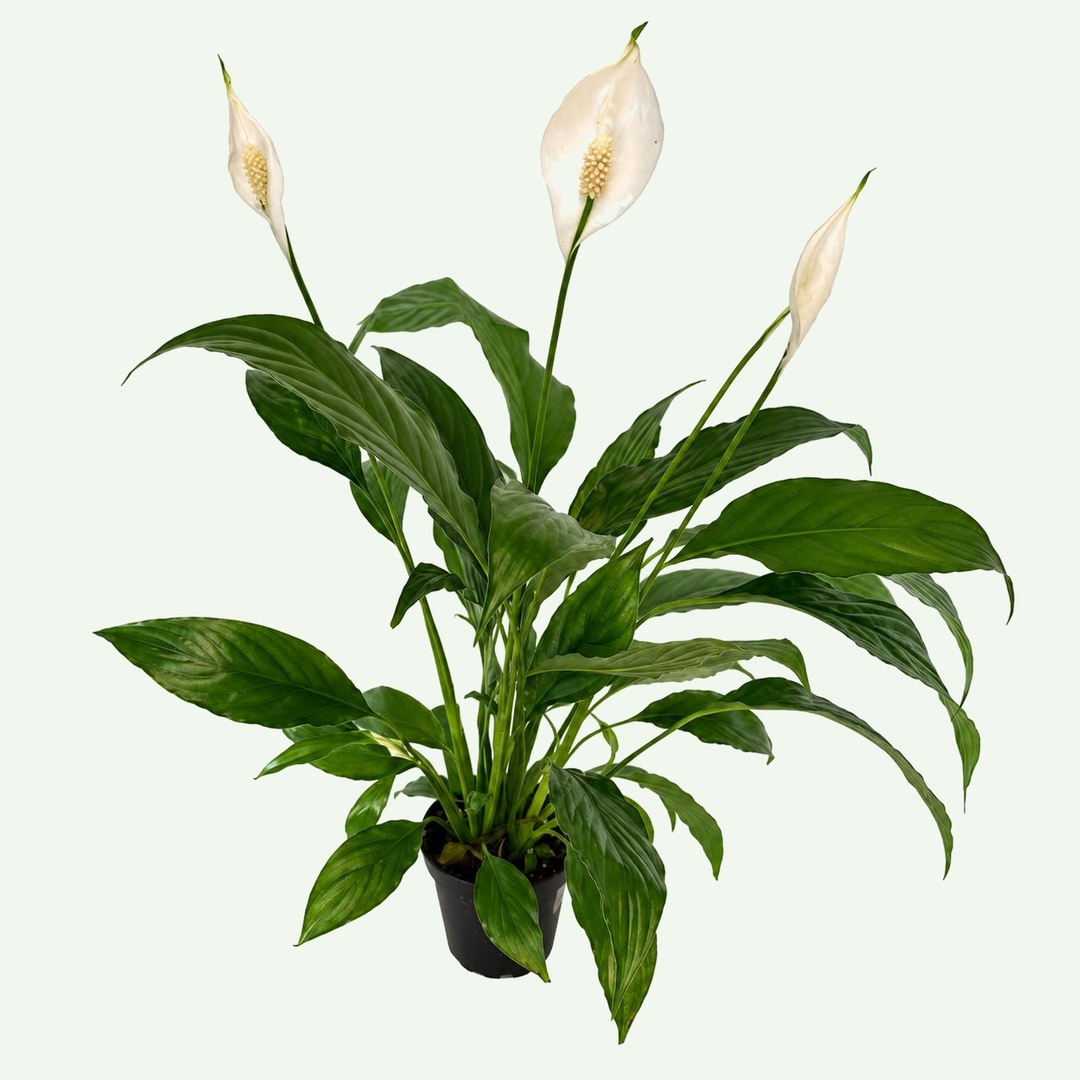 Peace Lily
