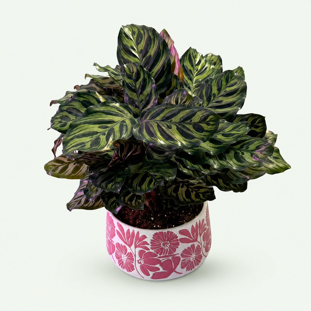 Peacock Plant