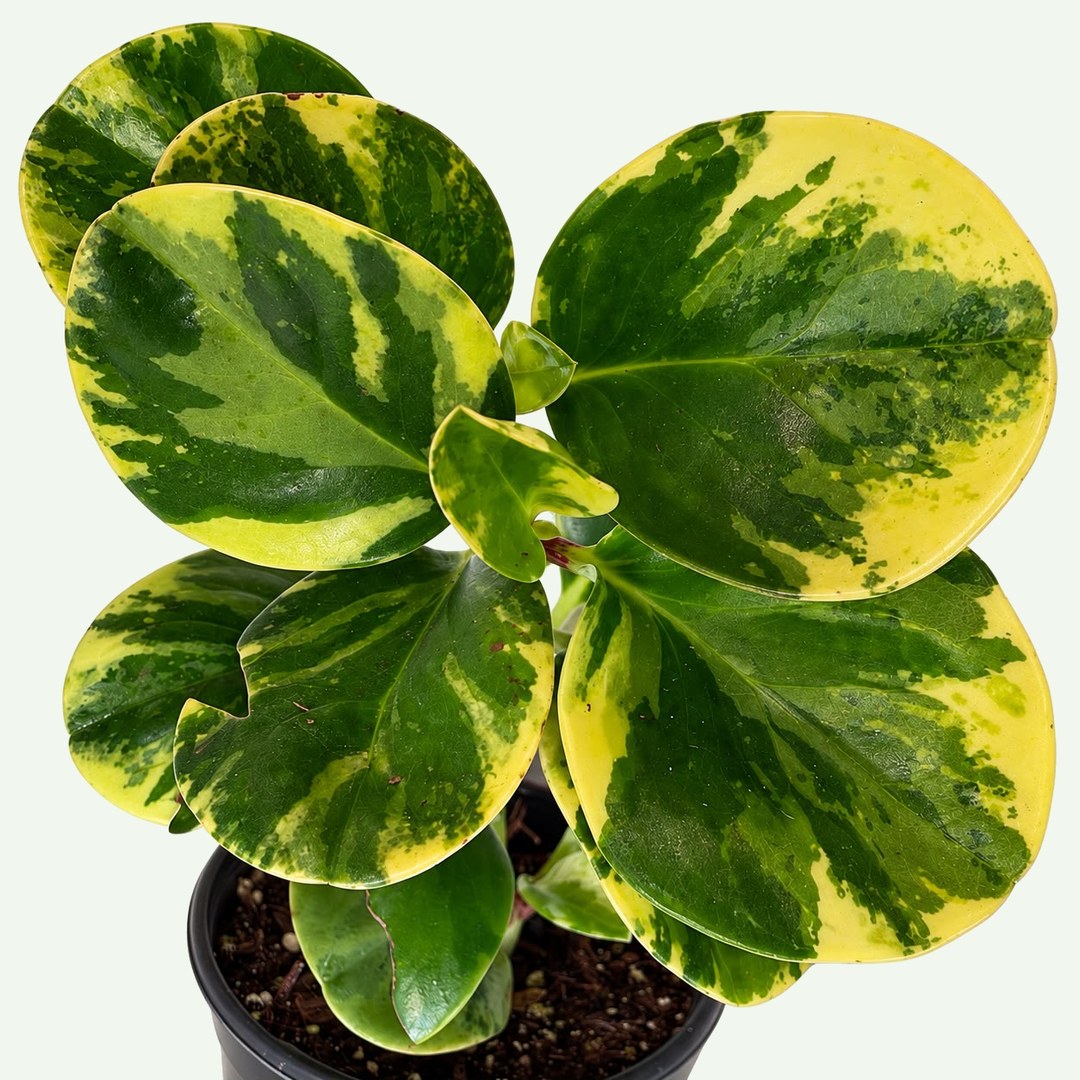 Variegated Baby Rubber Plant (Peperomia obtusifolia 'Variegata') in a 4″ nursery pot