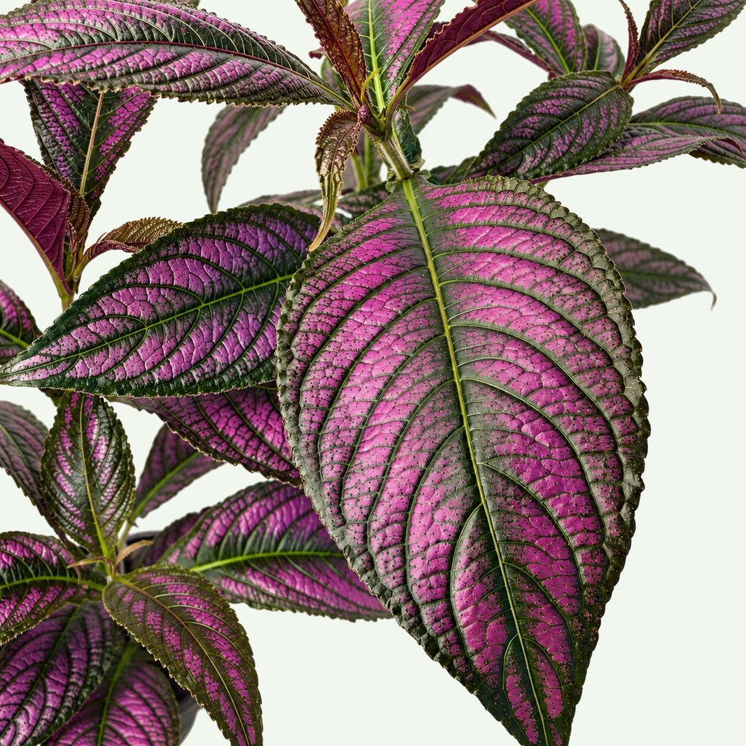 Persian Shield (Strobilanthes dyeriana) in a 4″ nursery pot