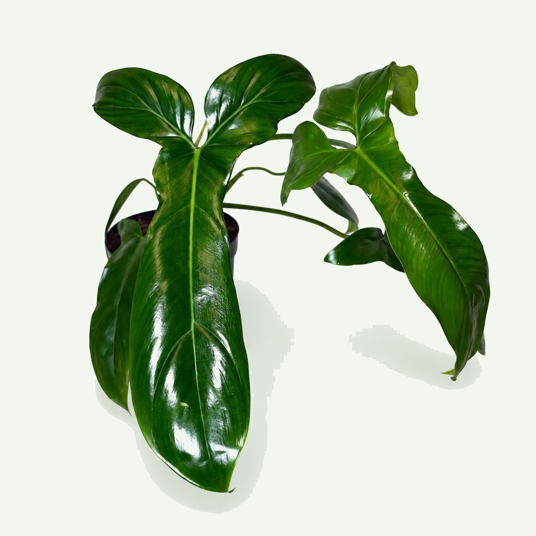 Philodendron 69686
