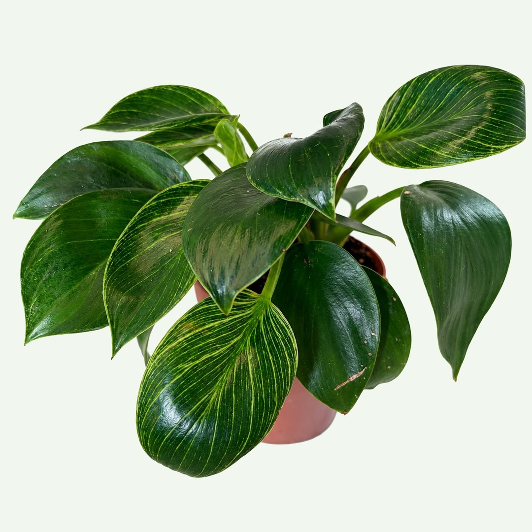 Birkin Philodendron (Philodendron 'Birkin') in a 4″ nursery pot