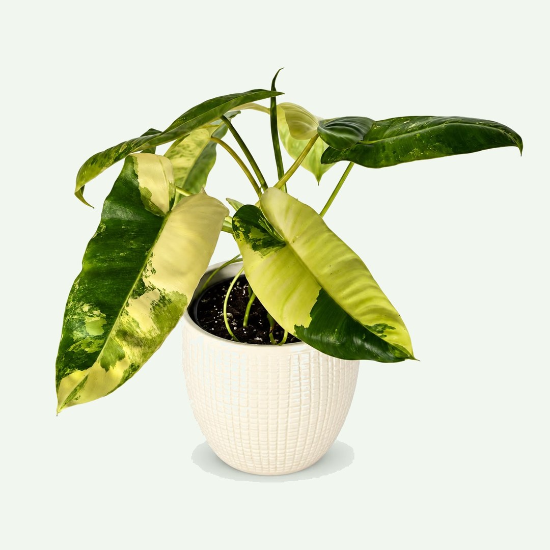 Philodendron 'Burle Marx Variegata'