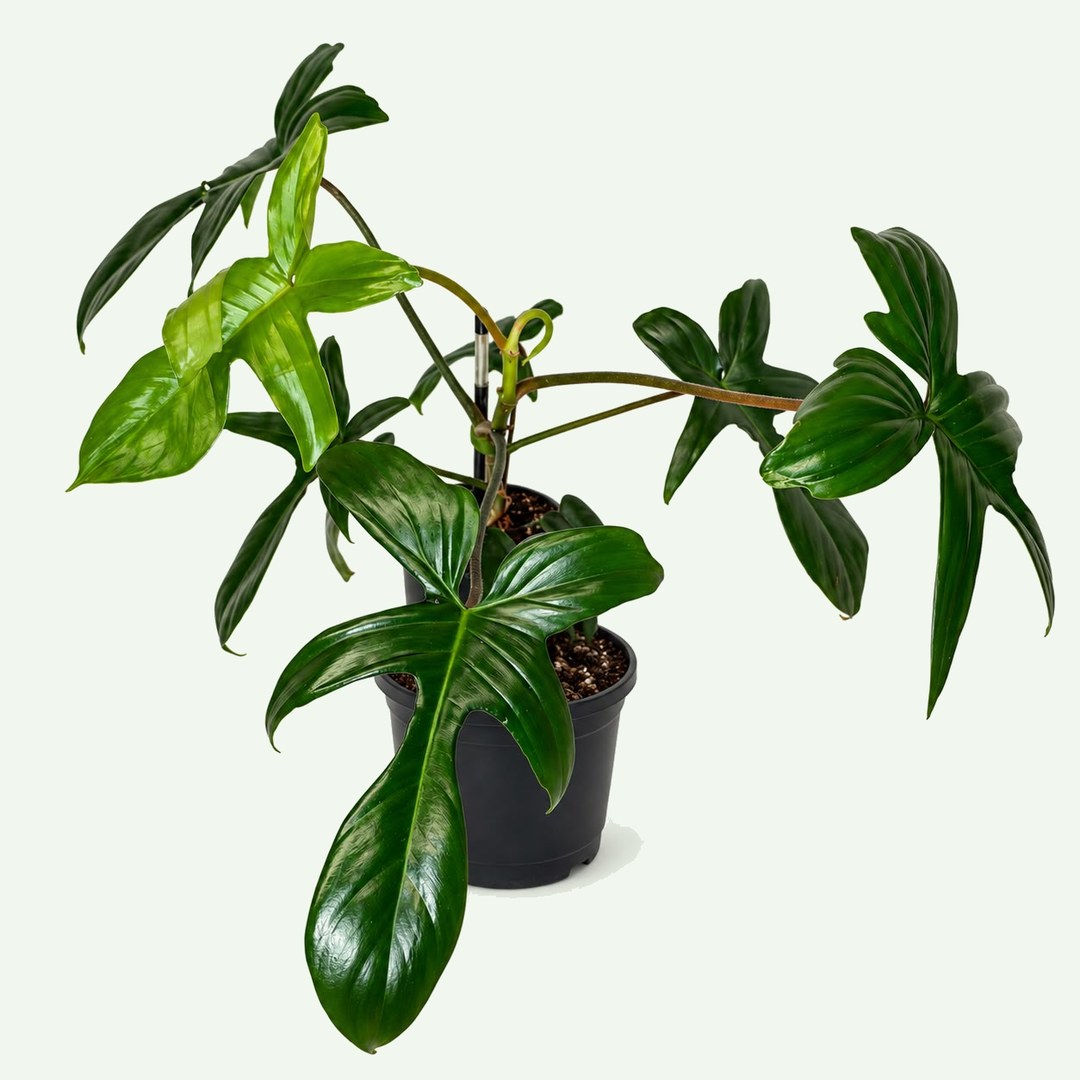 Philodendron 'Florida Green'