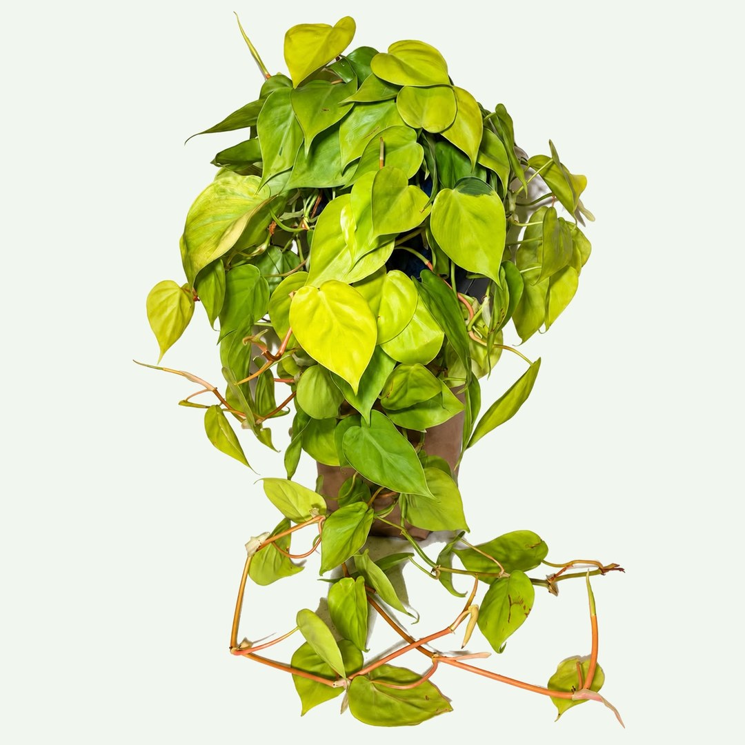 Philodendron 'Lemon Lime'
