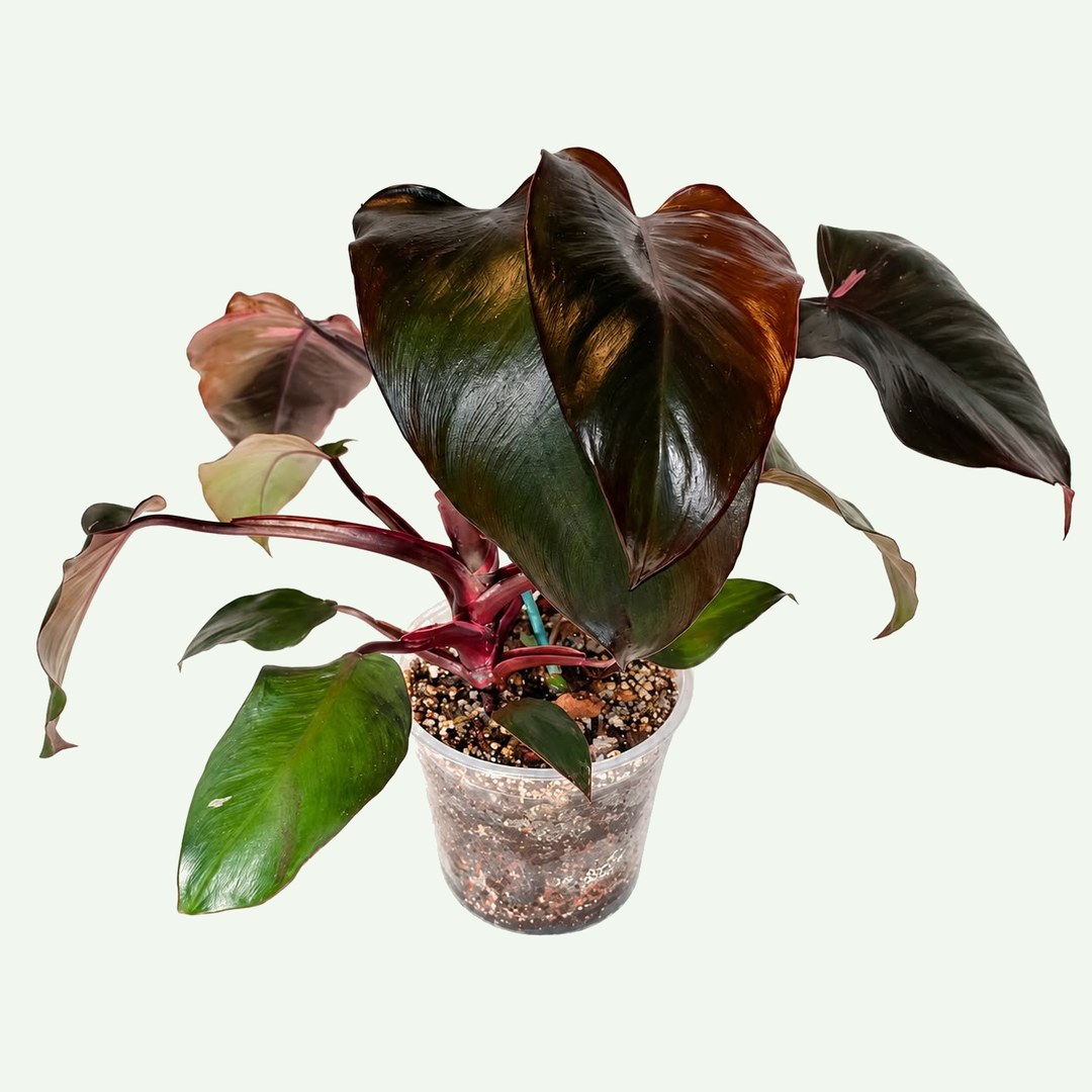 Philodendron 'Pink Princess'