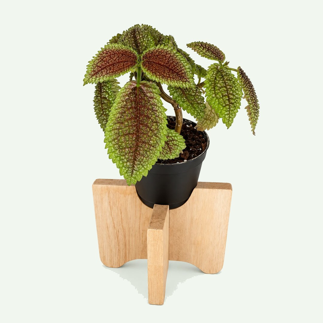 Pilea 'Moon Valley' – 2″